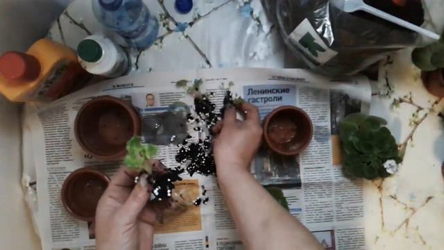 Видеоурок "Пересаживаем фиалки" смотреть онлайн
