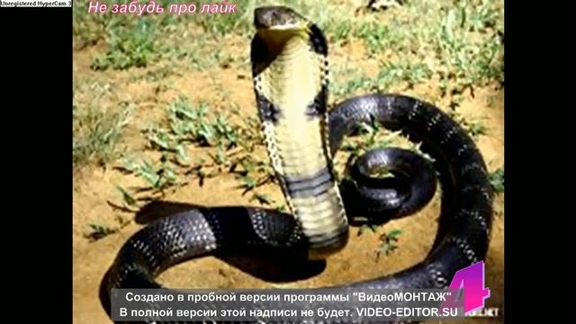Топ 5\ Самых ядовитых животных смотреть онлайн