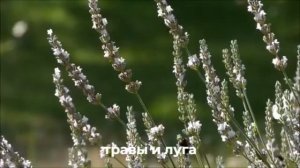 Что для нас значат пчёлы?