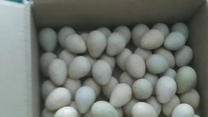 Разведение кеклика или горной куропатки.