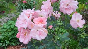 18 августа24гпрогулка по моей даче.розы Квиксильвер, первый бутон розы Наранга , Твайлайт Зоун и др.