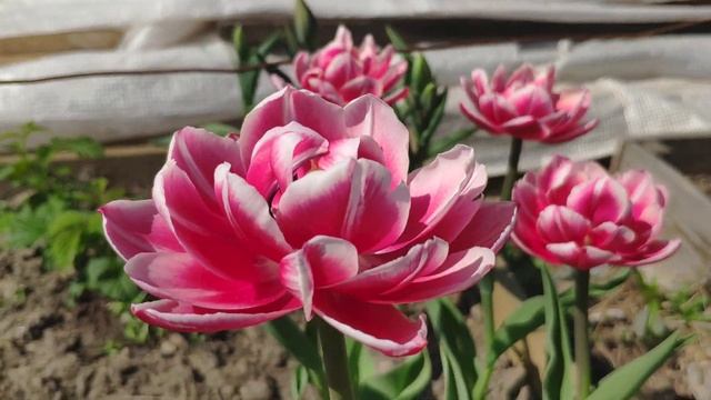 Тюльпан махровый Коламбус смотреть онлайн