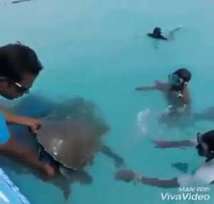 Спасение морских черепах