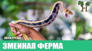 Змеиная ферма 2023. Snake Show and Farm. Экскурсии на Пхукете - Phuket Cheap Tour. Таиланд