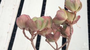 Aeonium Saundersii (Adodes)