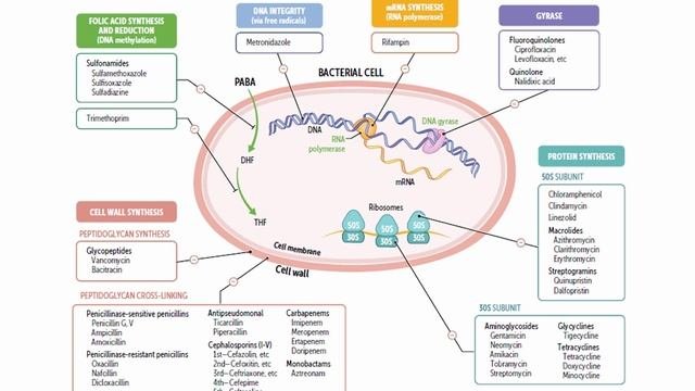 USMLE RX - 7.Микробиология - 1.Антимикробные средства - 18.Противомикробная терапия