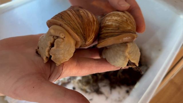 Дружные зверята: сонный хорек, улитки, спасающие таракана и таракан- истеричка)) смотреть онлайн