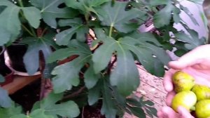 Черешня, инжир в Подмосковье 02.06.2020, сбор урожая в закрытом грунте