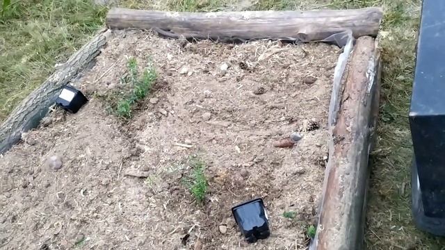 Посадка клюквы садовой. Делаем грядку болото. смотреть онлайн