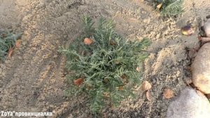 ЛАВАНДА/ сорта/ уход осенью/ подготовка к зиме/ #lavender #thegarden