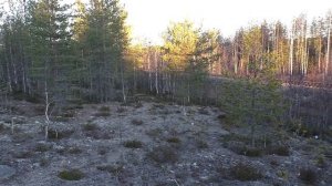 ОХОТА НА МЕДВЕДЯ С ЛАЙКАМИ / МАТЁРЫЙ ПОПАЛСЯ...