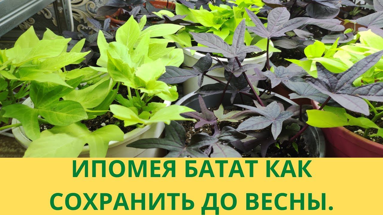 Ипомея батат. Почему сложно сохранить Ипомею до весны. Уход за маточными кустами и черенками зимой.