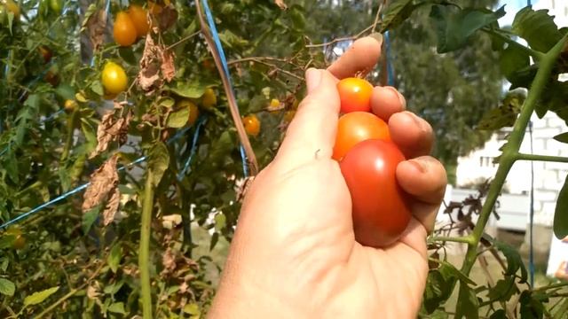 Очень вкусные сорта томатов. Сезон 2021 смотреть онлайн