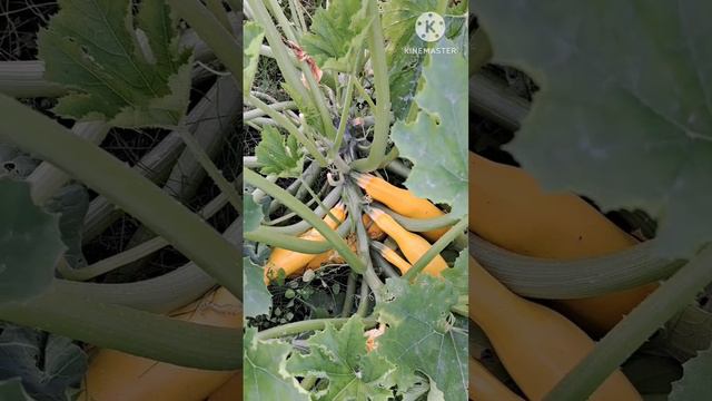 Кабачок Ананасный