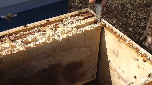 Весенняя пересадка пчёл смотреть онлайн