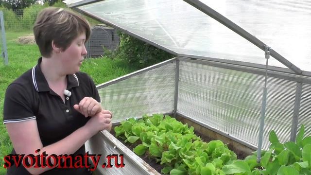 Листовой салат смотреть онлайн