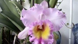 Cattleya - Blc. Mahina Yahiro 'Ulli'