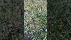 Посадка новых сортов ежевики: Осейдж,Коламбия Стар, Натчез, Бжезина