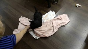 Скотч терьер.Купание