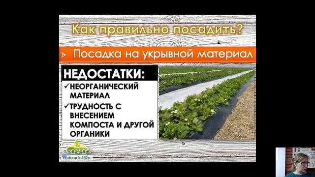 Земляника садовая крупноплодная - выращивание и уход