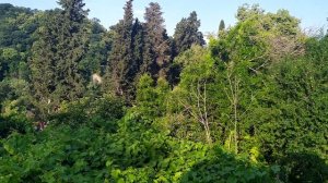 Красивое пение птиц. Сочи. Июнь.