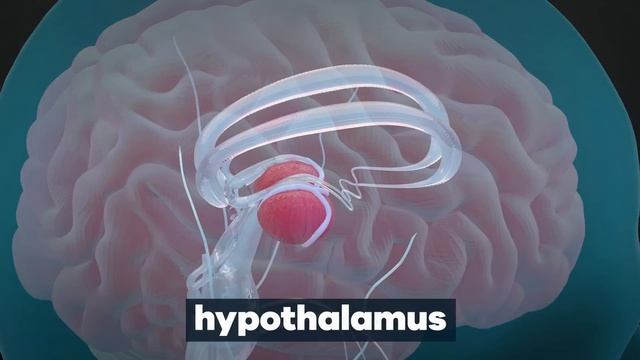 Doctor Reacts To Survivor Medical Emergencies смотреть онлайн