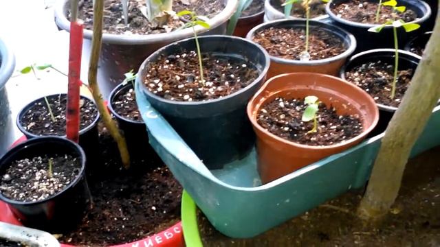 Пассифлора на севере Украины. смотреть онлайн