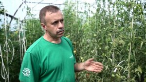 Томат Сердце великана малиновое