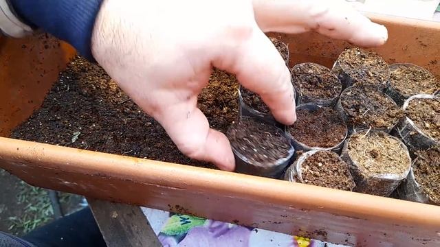 БЕСПЛАТНЫЕ ТОРФЯНЫЕ ТАБЛЕТКИ,СТАКАНЧИКИ,КАССЕТЫ теперь доступны всем.