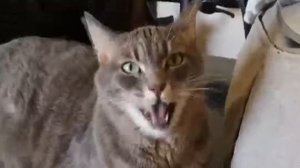 Коты поют песню Despacito.Деспасито по-кошачьи.Музыкальный прикол.Часть-3