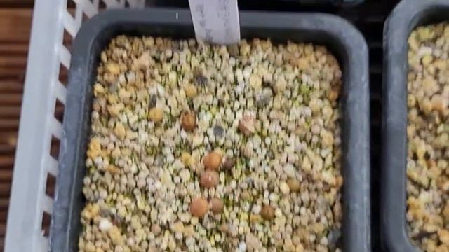 살아있는돌 보석같은 리톱스 기우기 악셀스로즈 악셀로즈 화이트레빗 프레드레드헤드 succulents 多肉植物 たにくしょくぶつ