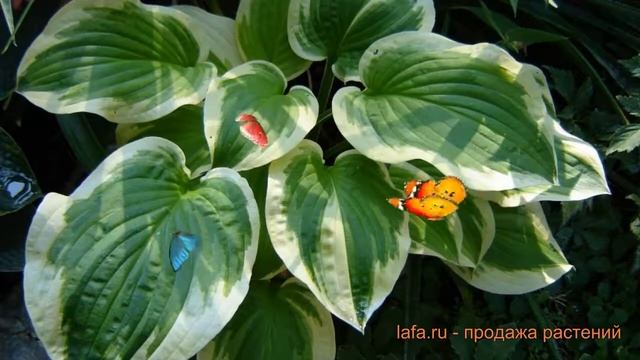 Хоста гибридная Шейд Фэнфэйр (hosta sheyd-fenfeyr) ? обзор: как сажать, луковицы хосты Шейд Фэнфэйр смотреть онлайн