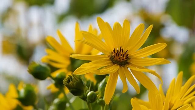 2 июня День Тимофея. Что нельзя делать 2 июня. Народные традиции и приметы и суеверия. Молитва смотреть онлайн