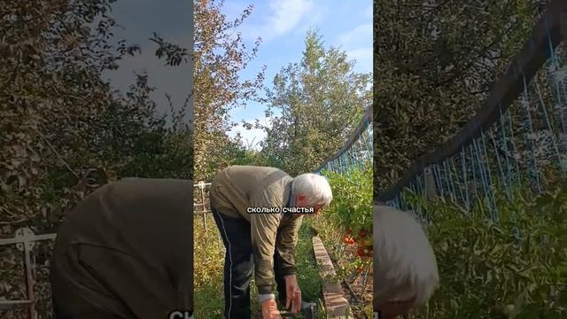сентябрь сбор томатов Линда и торбей открытый грунт. #дачасадогород