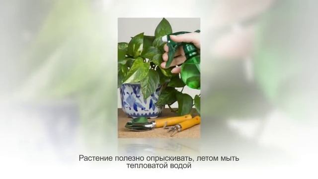 СЦИНДАПСУС (ЭПИПРЕМНУМ) - неприхотливая лиана. Особенности ухода и содержания