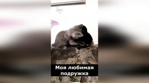 Забавный котенок и его любимая подружка!