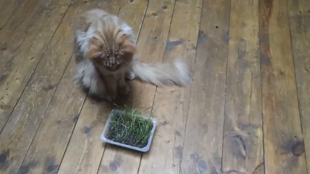 Свободен котик 6 мес.мейн кун X-Xanter Rysenok(черный).Помет X. смотреть онлайн