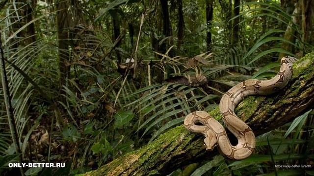 Змеи смотреть онлайн