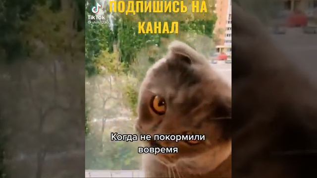 КОТ РУГАЕТСЯ МАТОМ