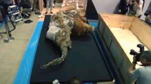 Летающие авто _ Жидкие роботы _ Клонирование вымерших животных _ Новости науки и