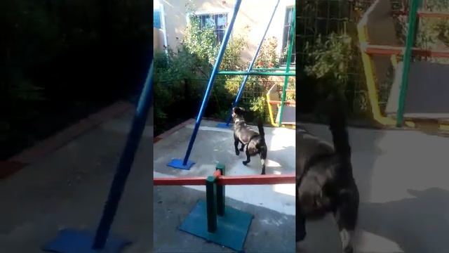 У собаки паника - одновременно забор ,крыса в будке и колитки смотреть онлайн