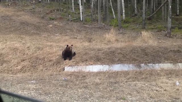 Классное видео медведица с медвежатами возле трассы смотреть онлайн