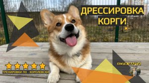 Дрессировка Корги - Королевская тренировка