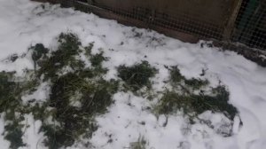 Держим кур зимой в теплице из поликарбоната. Кормлю обедом маленькую бригаду из 4х человек.