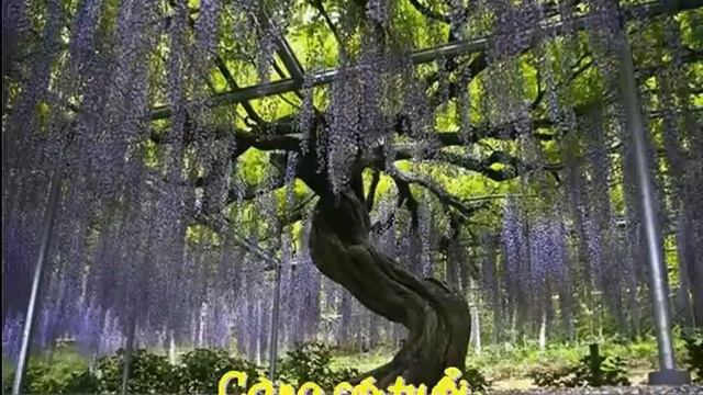 Hoa Tử Đằng смотреть онлайн