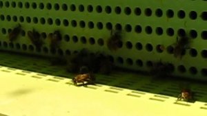 Виды пыльцеуловителей. Заготовка пыльцы.