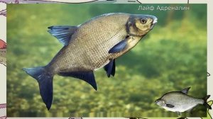 Когда начинается посленерестовый жор леща? Когда нерест леща? Клюёт ли лещ в нерест?