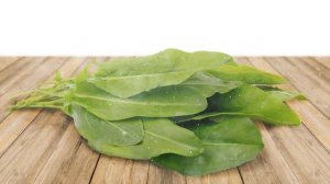 Как выращивать щавель из семян в домашних условиях