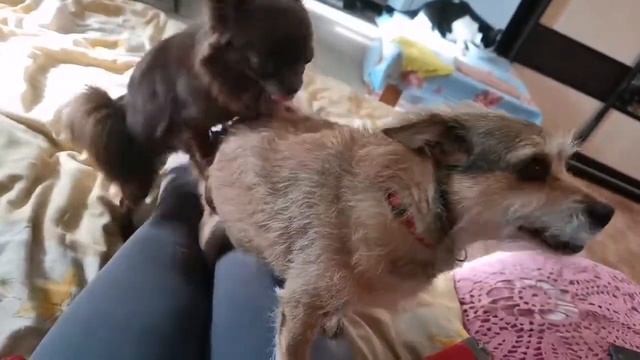 ЛЮБОВЬ ЗЛА ??? смотреть онлайн