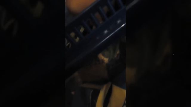 Все животные которые у меня есть кошка улитки и собака и я смотреть онлайн